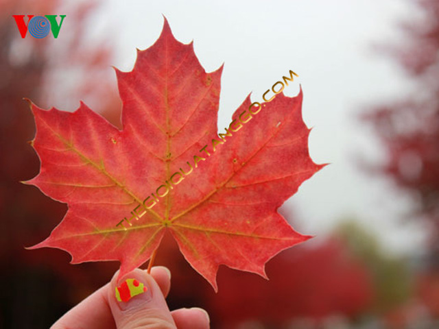 hinh-la-phong-do hinh-la-phong-do